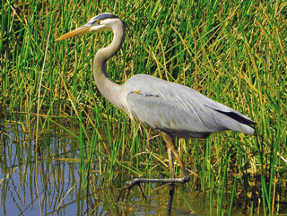 Image: Blue Heron
